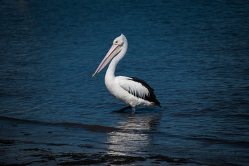 Pelican in the bay