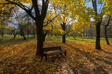 Plakat leaf fall in autumn park in the alley with benches on a sunny day..sunny autumn day in the park. Leaf fall yellow leaves