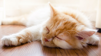 Obraz premium Cute baby cat lying down on floor and sleeping