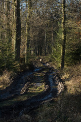 Tiefe Fahrspuren im Wald