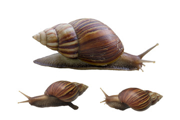 set of snail isolate on white background