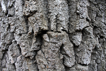 tree bark