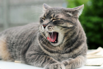 Beautiful gray  relaxing  elegant cat yawning