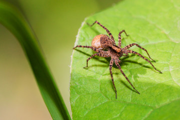 spider on green leaf