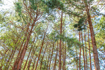 Scenic view of big and tall pine tree with sun light in the forest when looking up.