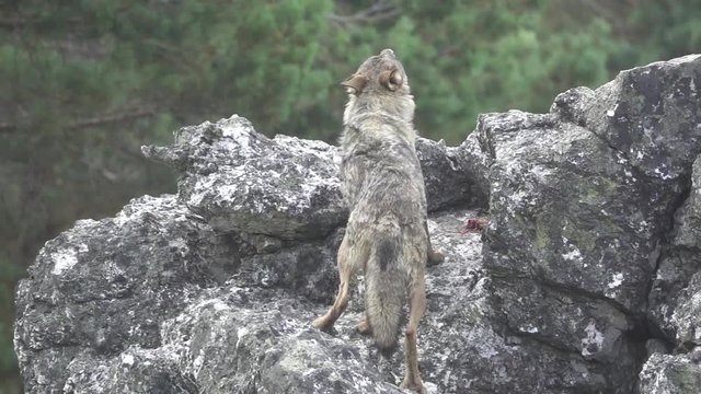 Super slow motion of wolf eating over rocks