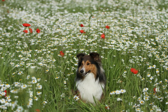 Miniatur Collie macht Sitz in der bunten Blumenwiese
