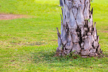 Bottom part of palm or coconut tree in the public park.