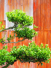 錆びたトタン壁と庭木