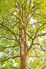 Big tree branch and green leaf in the forest.