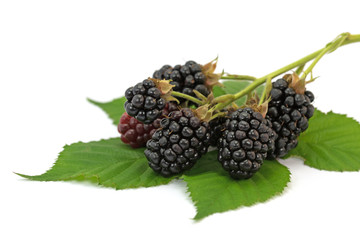 Brombeeren, Rubus sectio Rubus, Blackberries