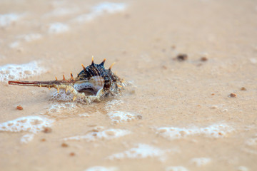 Shells or Conch on sand beach with sea water wave in the morning.