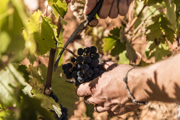 Raccolta vino