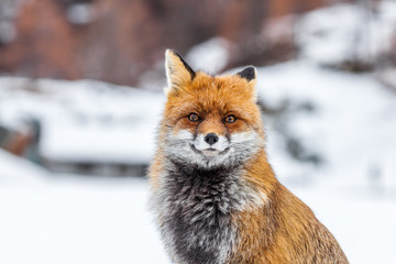 Fototapeta premium Portret lisa rudego (Vulpes vulpes) w śniegu