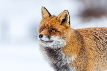 Naklejka na ściany i meble Portrait of a Red fox (Vulpes vulpes) in the snow