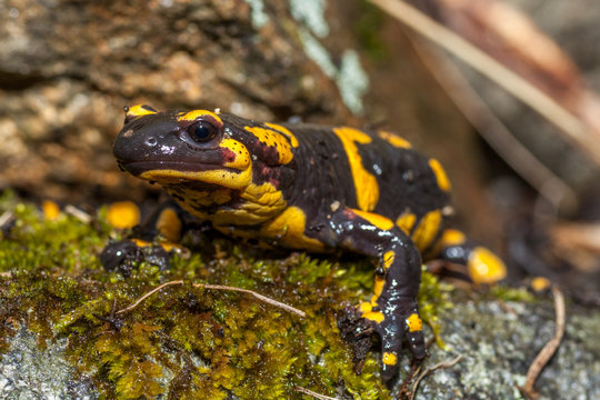 Fire salamander in its natural habitat in a rainy day - wide angle shot