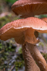 Little mushrooms in the forest
