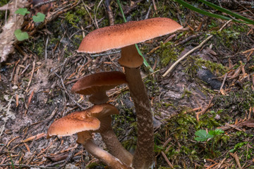 Little mushrooms in the forest