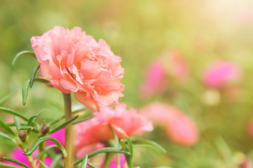 Closeup moss rose making soft light