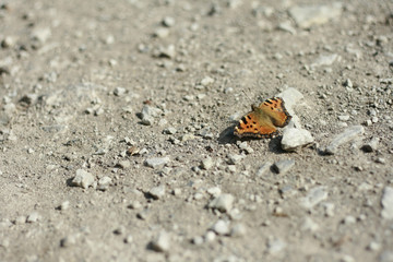 Butterfly / Schmetterling