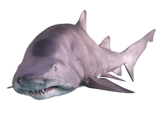 Naklejka premium Shark on white background.