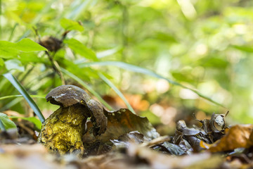 Boletus erythropus