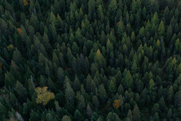Forêt de Pins, vue du ciel