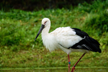 コウノトリ