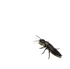 Devils coach horse bug