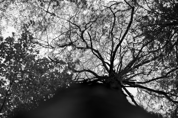 Dramatic tree top