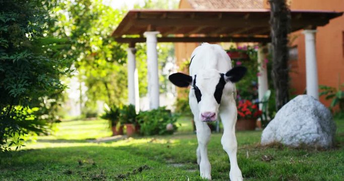 A calf puppy with pacifier in his mouth in garden of a farmer who raises him healthily, bio, to make it grow strong and sturdy with a proper diet. concept of love for animals, vegan, nature.