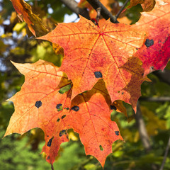 Осенний солнечный день