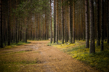 Fototapeta premium Forest track. Russia