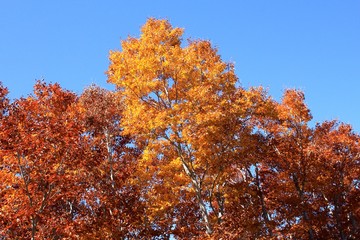 蔵王の紅葉(山形県) 