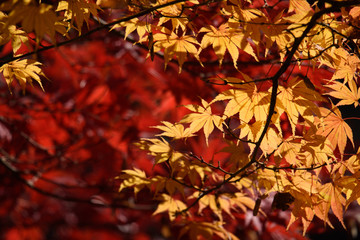 楓　紅葉