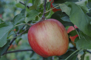 りんご シナノスイート Apple "Shinano-sweet"