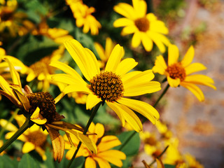 False sunflower, rough oxeye - Heliopsis helianthoides  