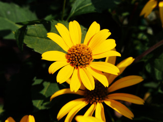 False sunflower, rough oxeye - Heliopsis helianthoides  