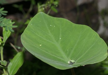 Dew on the leaves of taro