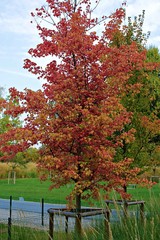 Naklejka premium Autunno