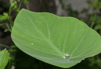 Dew on the leaves of taro