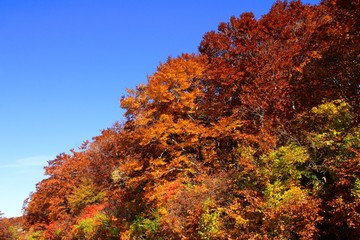 Fototapeta premium 蔵王の紅葉(山形県上山市)