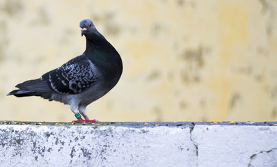 pigeon