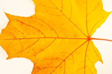 Foto auf Alu-Dibond Texture, pattern, background. Autumn leaves on a tree, Maple lea © na9179126124