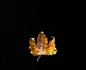 Dried Autumn Leaf on Black Background