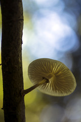 Small mushroom growing on a branch