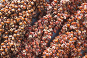 Sorghum close up