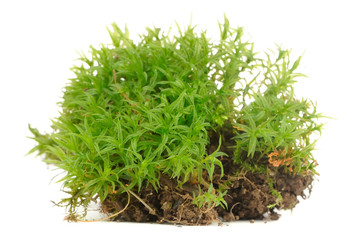 Clump of Moss Close-Up Isolated on White Background