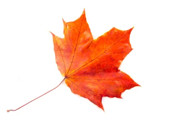 Foto auf Leinwand Texture, pattern, background. Autumn leaves on a tree, Maple lea © na9179126124