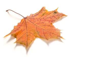 Fototapeten Texture, pattern, background. Autumn leaves on a tree, Maple lea © na9179126124